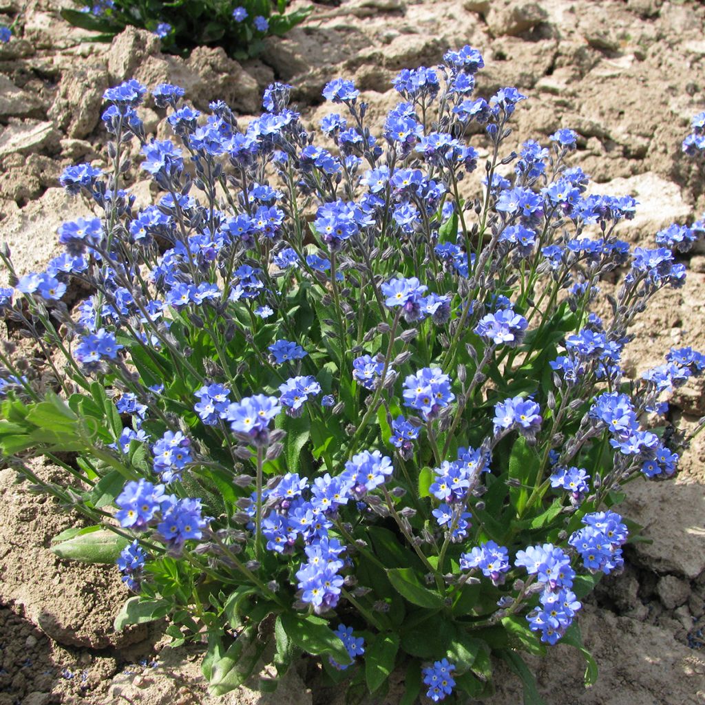 Puistolemmikki Ultramarine (siemenet)