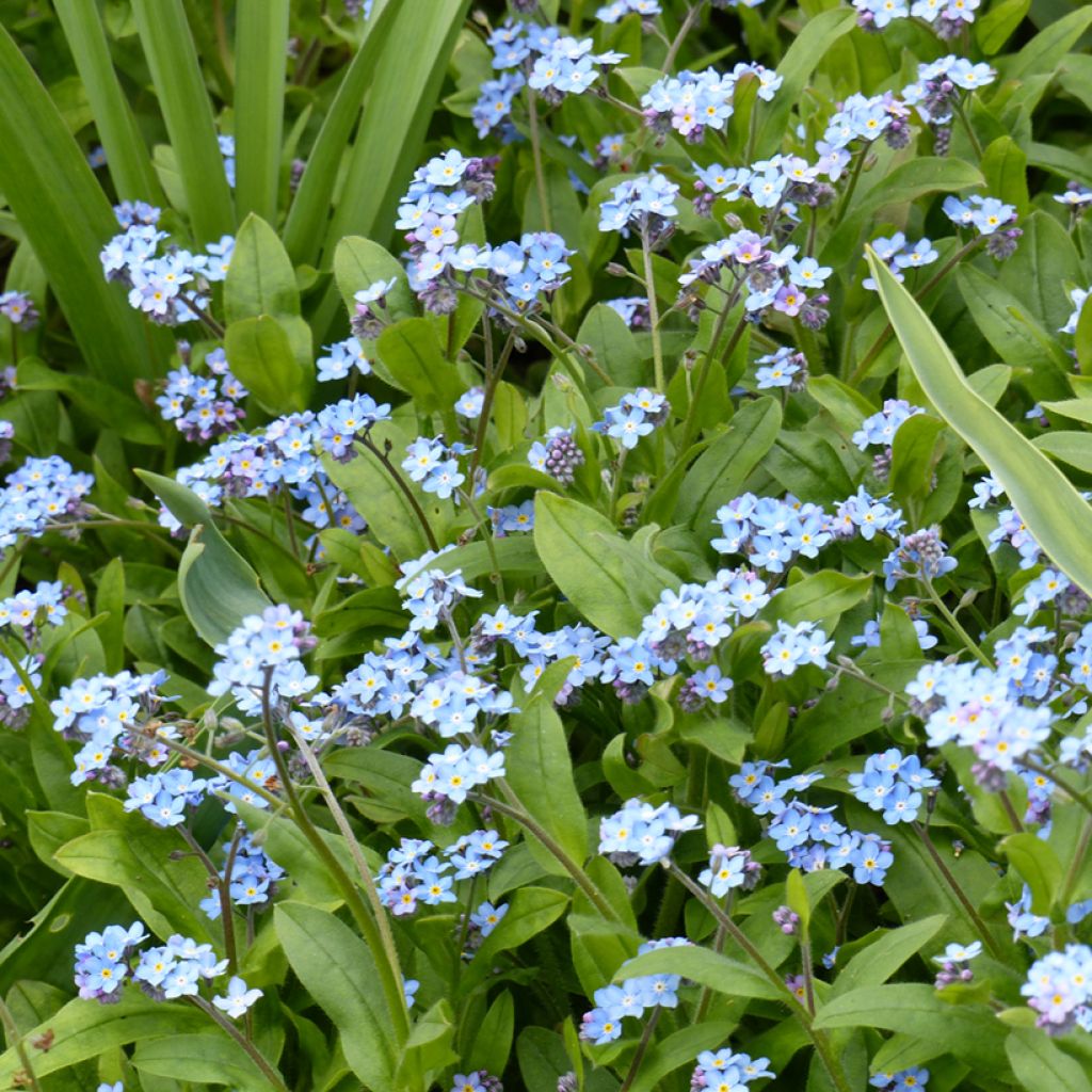 Puistolemmikki Bleu (siemenet)