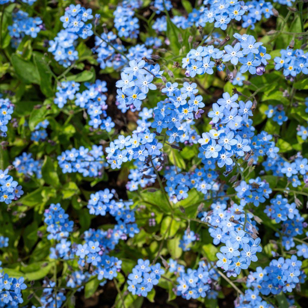 Puistolemmikki Indigo Compacta (siemenet)