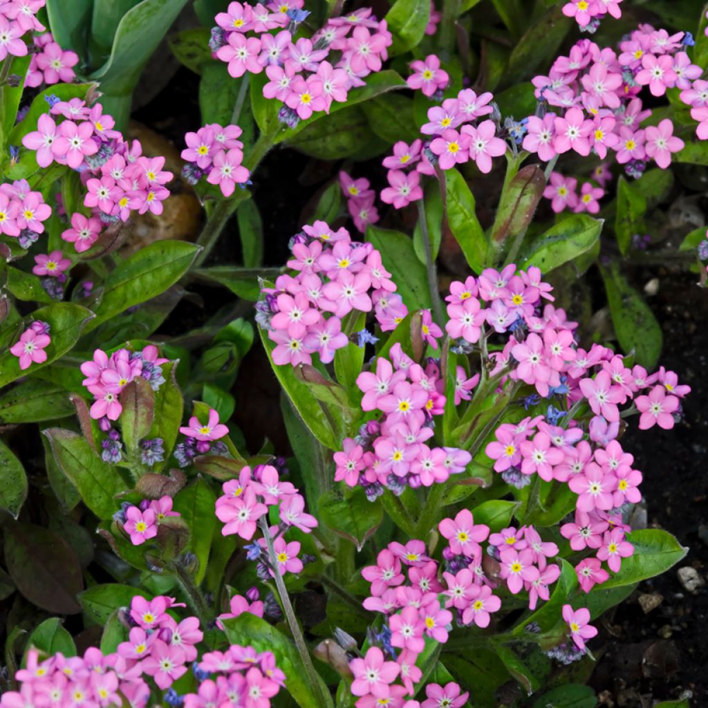 Puistolemmikki Rose (siemenet)