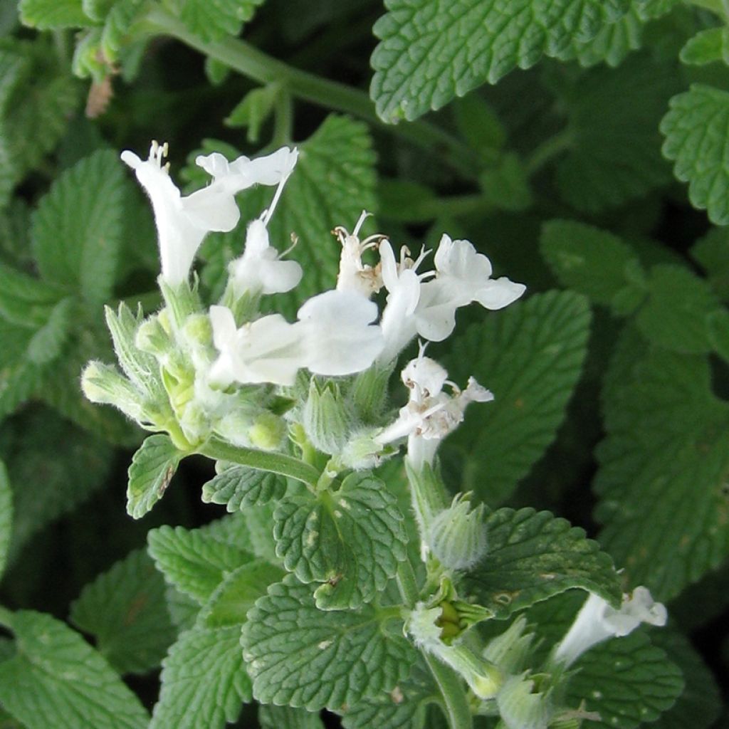 Katinminttu Blanc (siemenet)