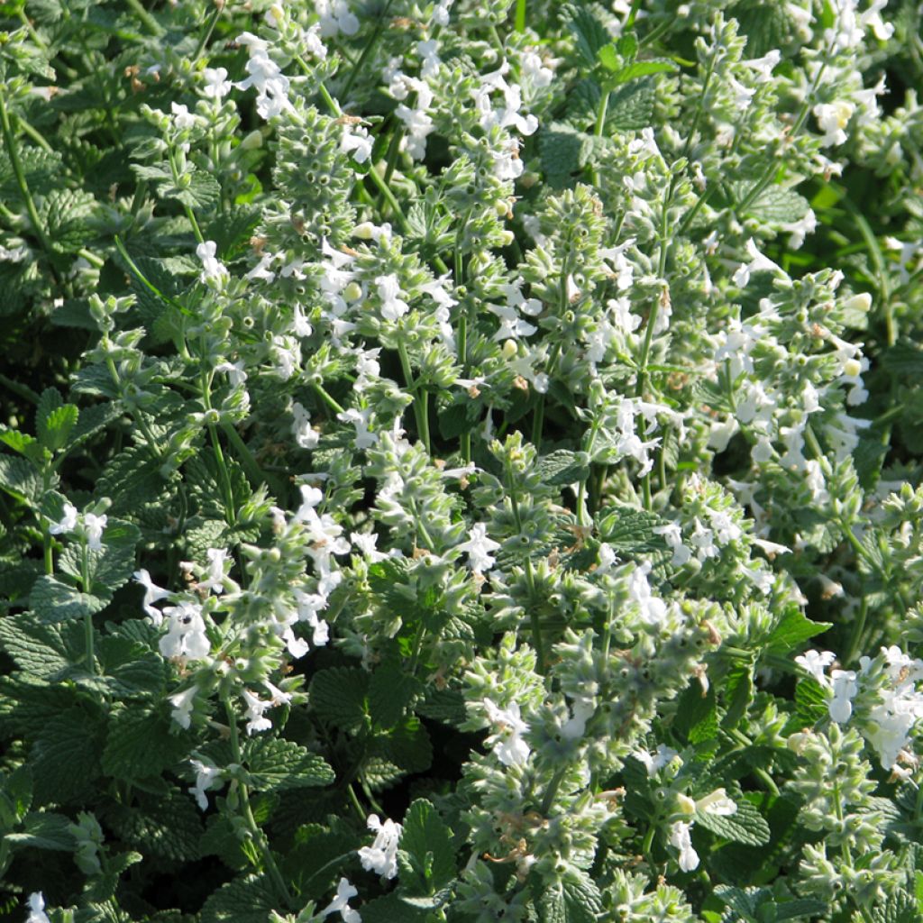 Katinminttu Blanc (siemenet)