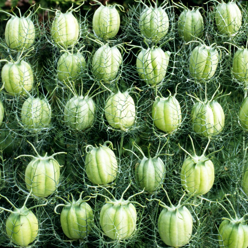 Tarhaneito Blanche à capsule verte (siemenet)