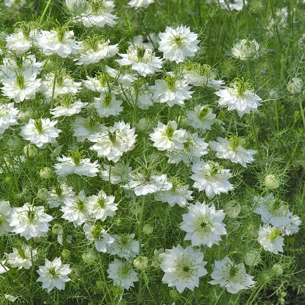 Tarhaneito Blanche à capsule verte (siemenet)