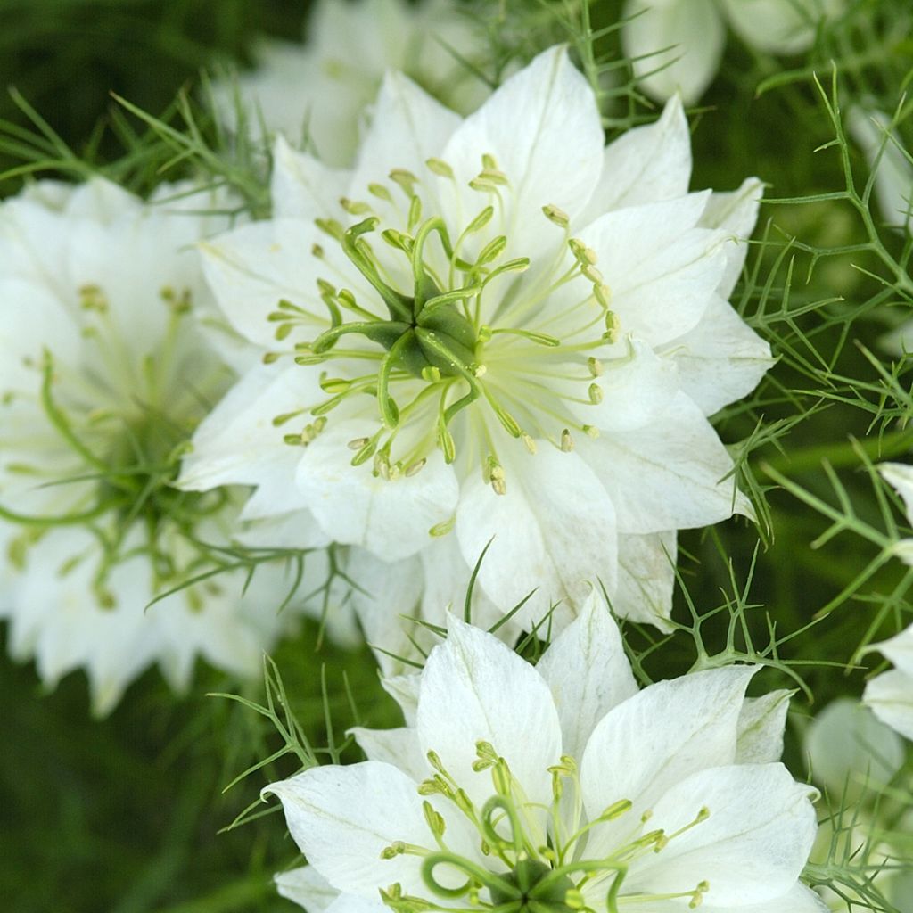 Tarhaneito Blanche à capsule verte (siemenet)