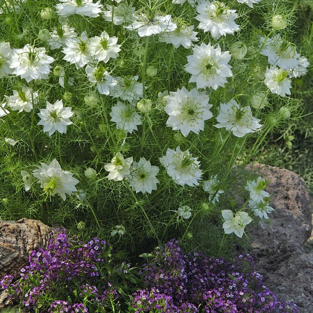 Tarhaneito Blanche à capsule verte (siemenet)