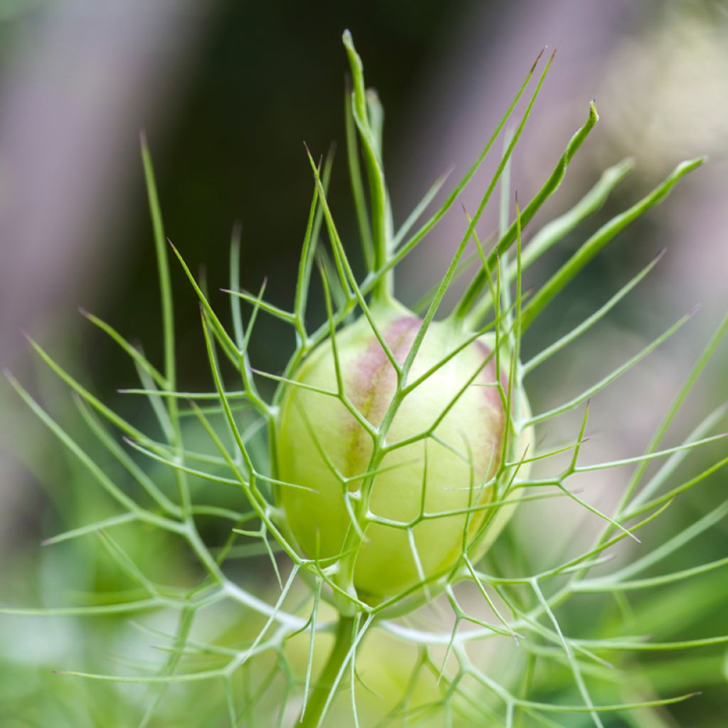 Tarhaneito Albion Green Pod luomu (siemenet)