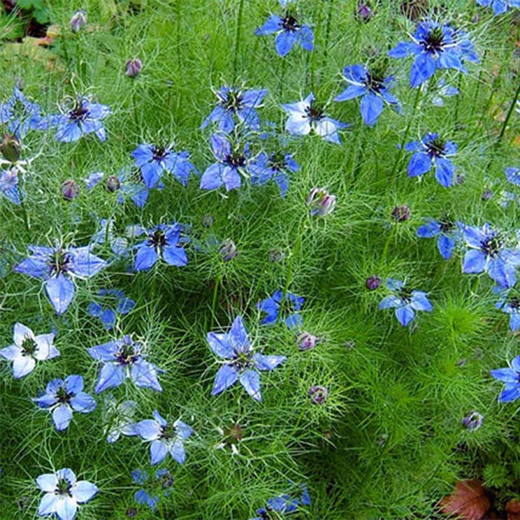 Tarhaneito Miss Jekyll Blue (siemenet)