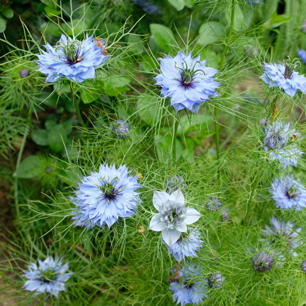 Tarhaneito Miss Jekyll Blue (siemenet)