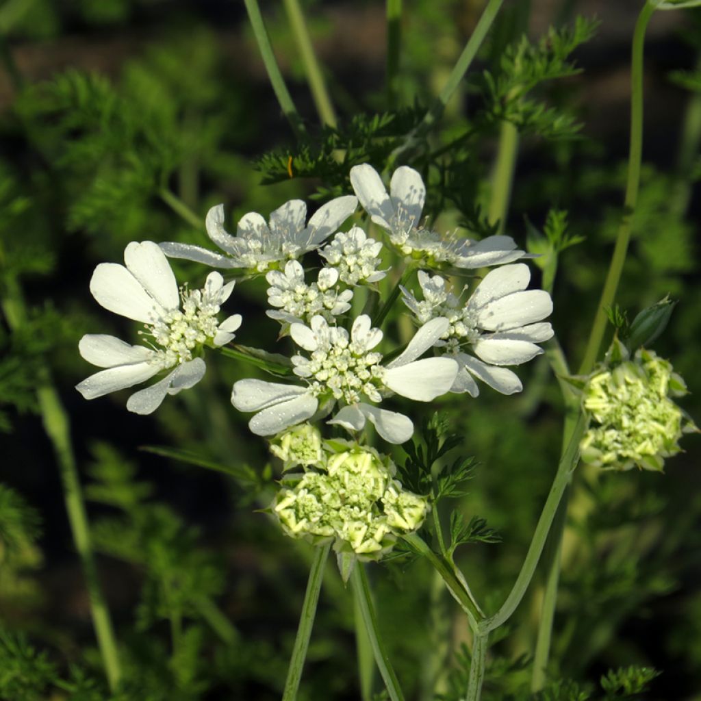 Orlaya grandiflora luomu (siemenet)