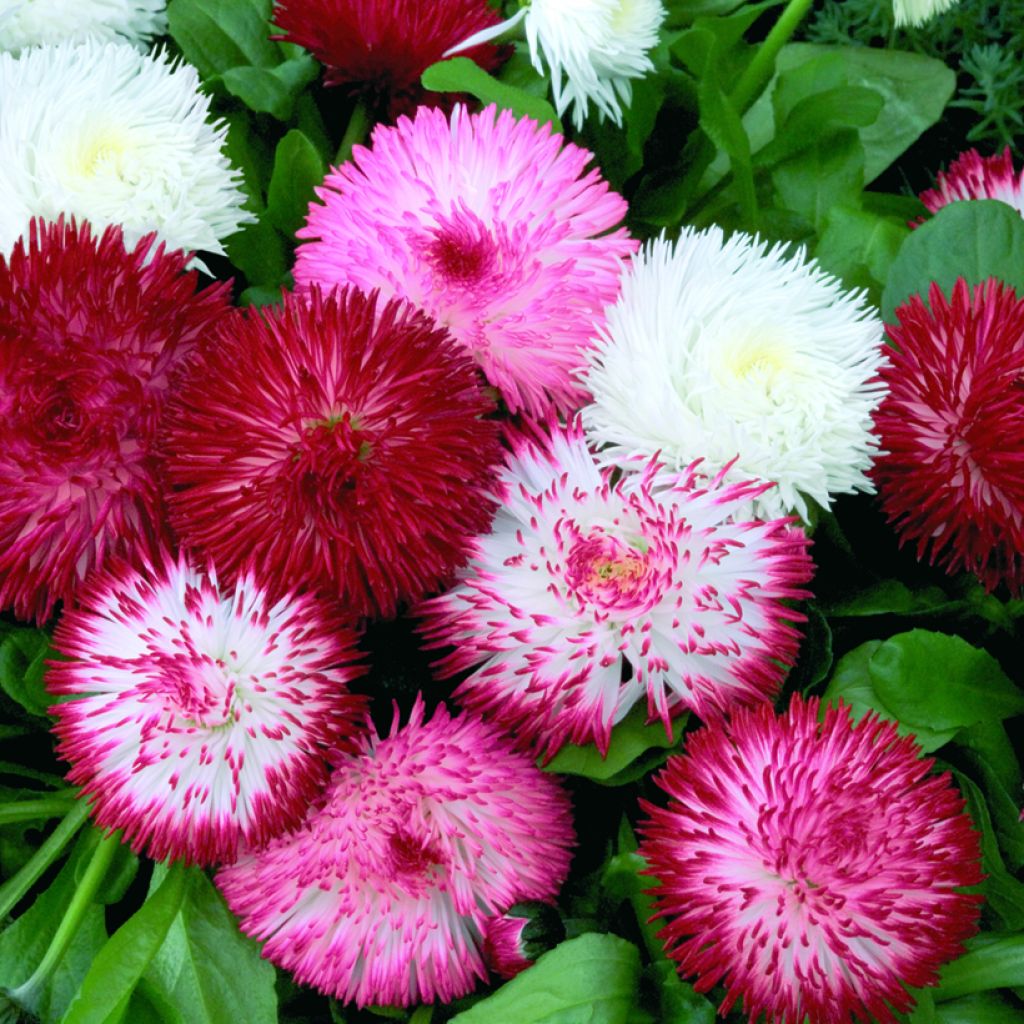 Kaunokainen Habanera Mix (siemenet)