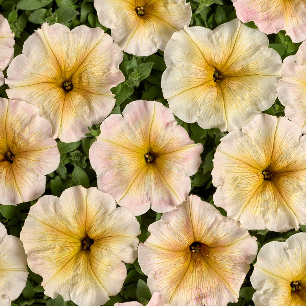 Tarhapetunia Ingrid F1 (päällystetyt siemenet)