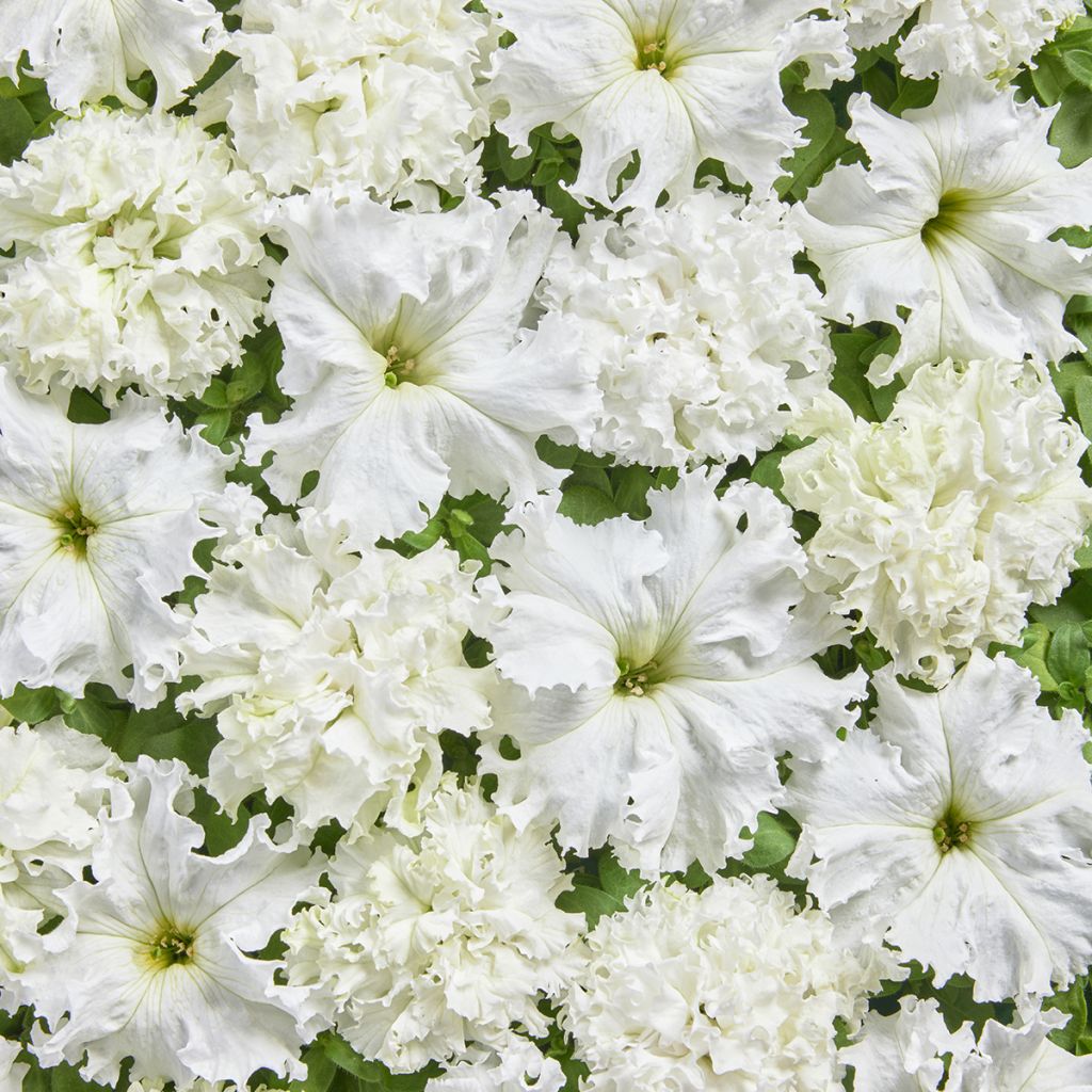 Tarhapetunia White Double (päällystetyt siemenet)
