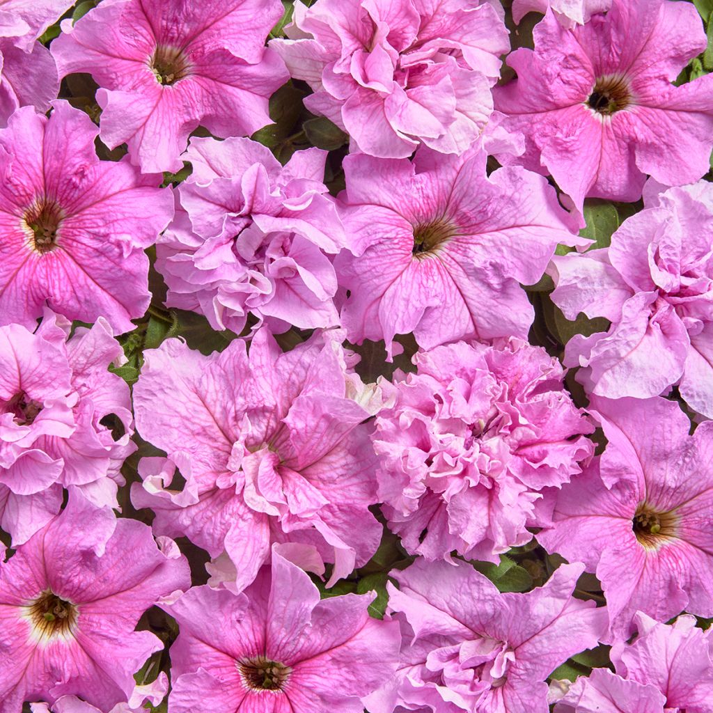Tarhapetunia Peace (1947) (päällystetyt siemenet)