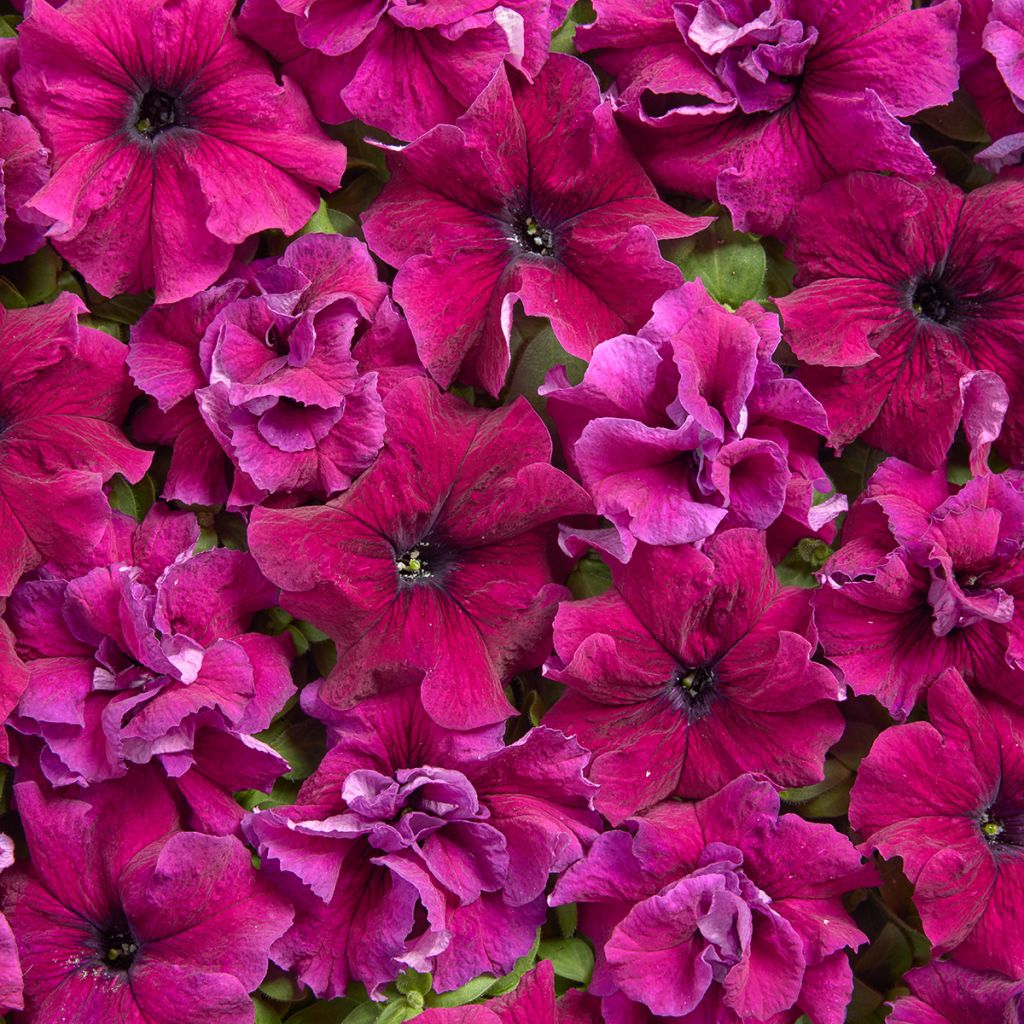 Tarhapetunia Purple Dwarf (1958) (päällystetyt siemenet)