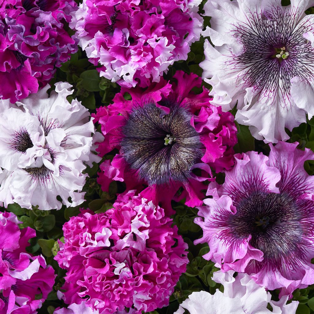 Tarhapetunia Superbissima Cerny’s Triumph (päällystetyt siemenet)