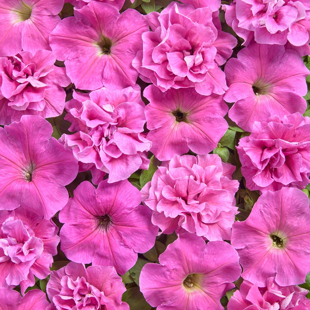 Tarhapetunia Rosa Bonheur (päällystetyt siemenet)