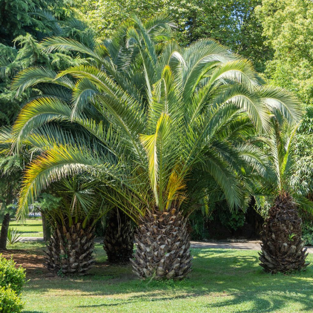 Sinibutiapalmu (siemenet) - Butia capitata