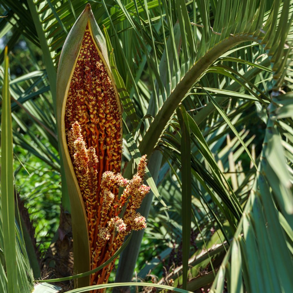 Sinibutiapalmu (siemenet) - Butia capitata