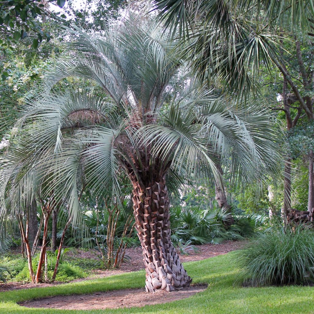 Sinibutiapalmu (siemenet) - Butia capitata