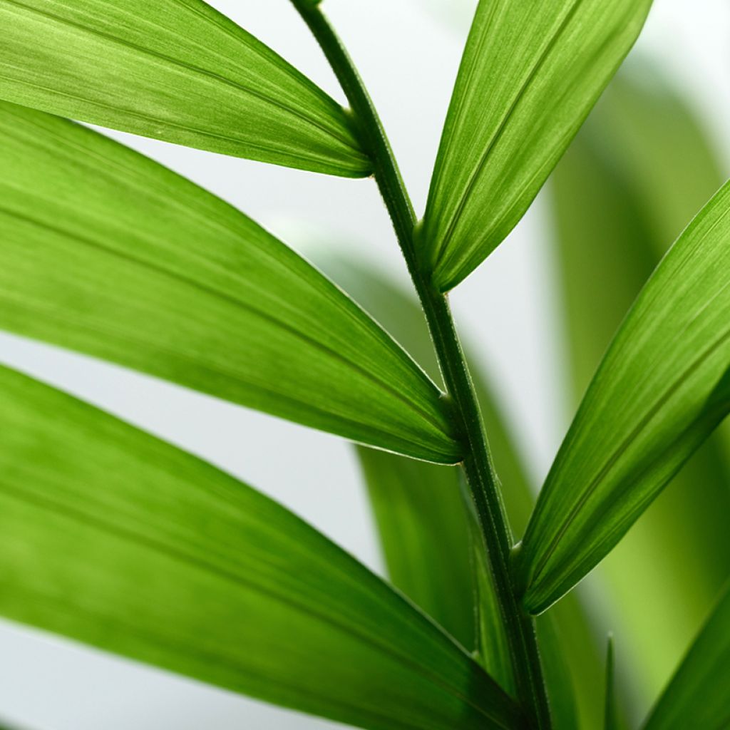 Sirovuoripalmu Collinea (siemenet)