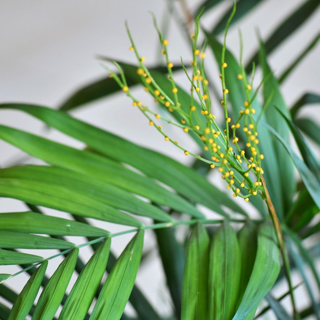 Sirovuoripalmu Collinea (siemenet)