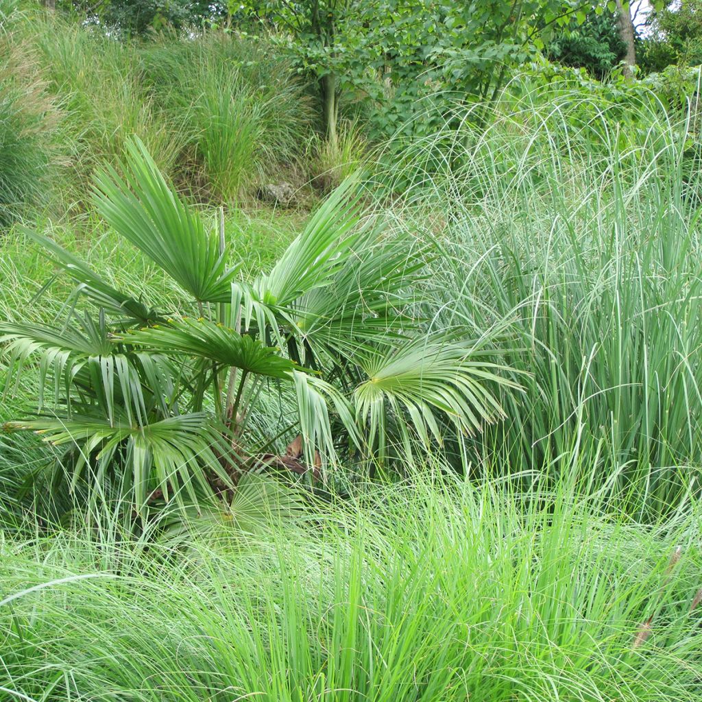 Kuitupalmu (siemenet) - Trachycarpus fortunei