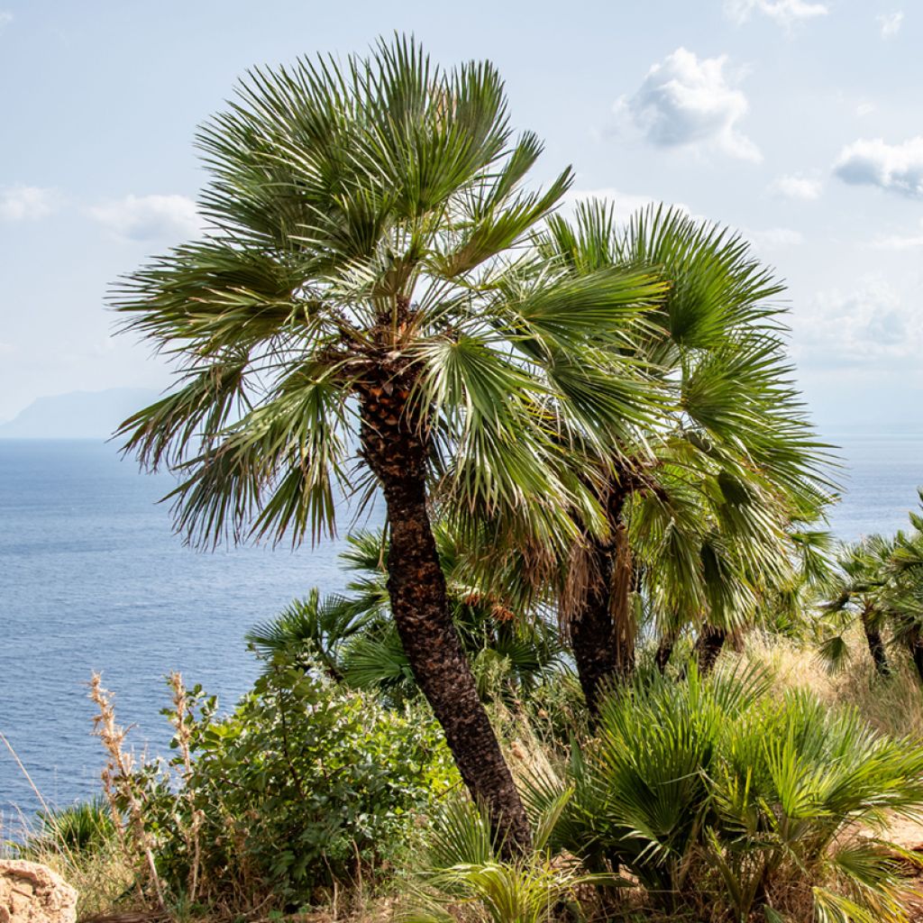 Kääpiöpalmu (siemenet) - Chamaerops humilis