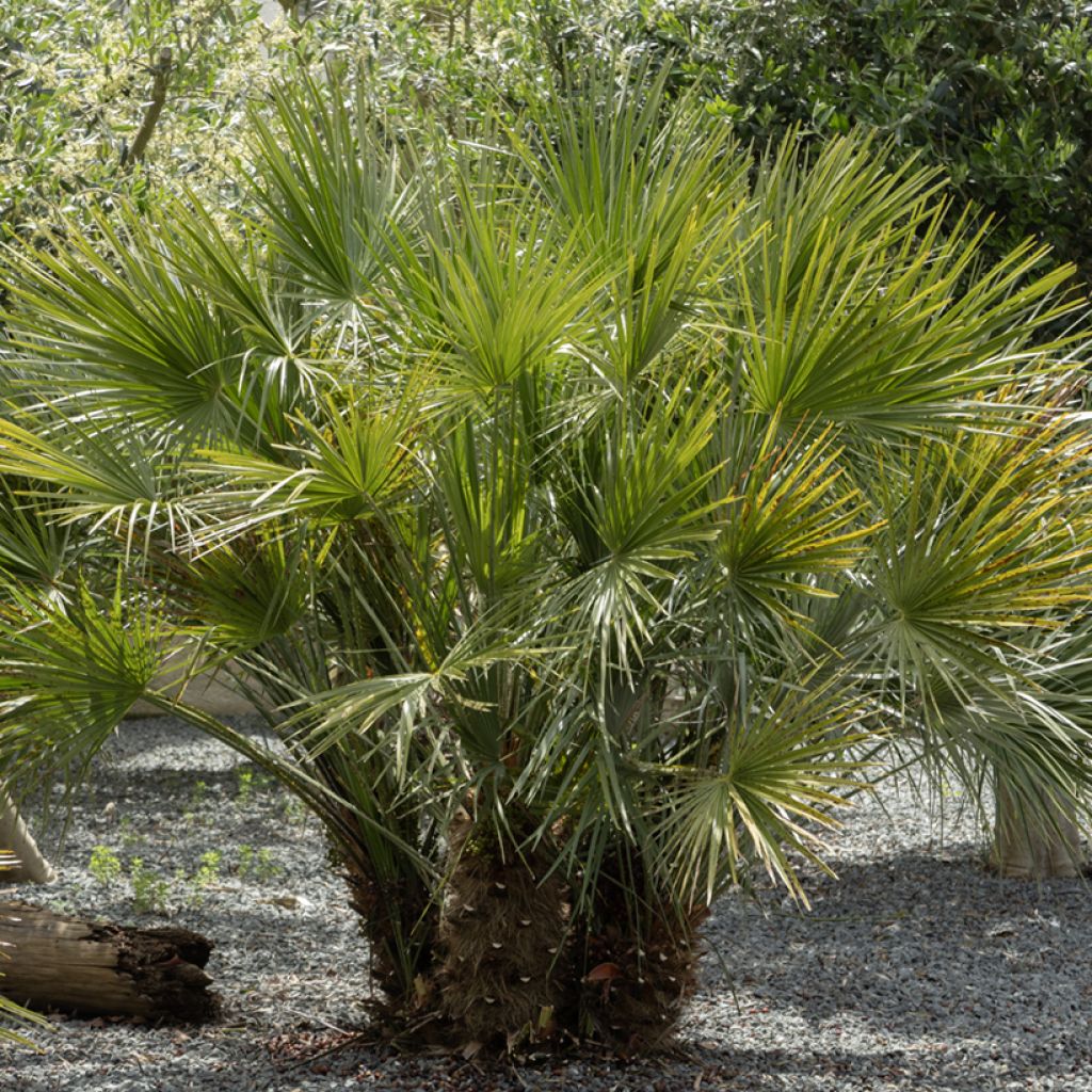 Kääpiöpalmu (siemenet) - Chamaerops humilis