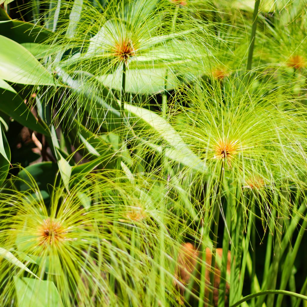 Papyruskaisla (siemenet) - Cyperus papyrus