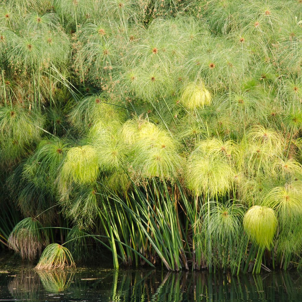 Papyruskaisla (siemenet) - Cyperus papyrus