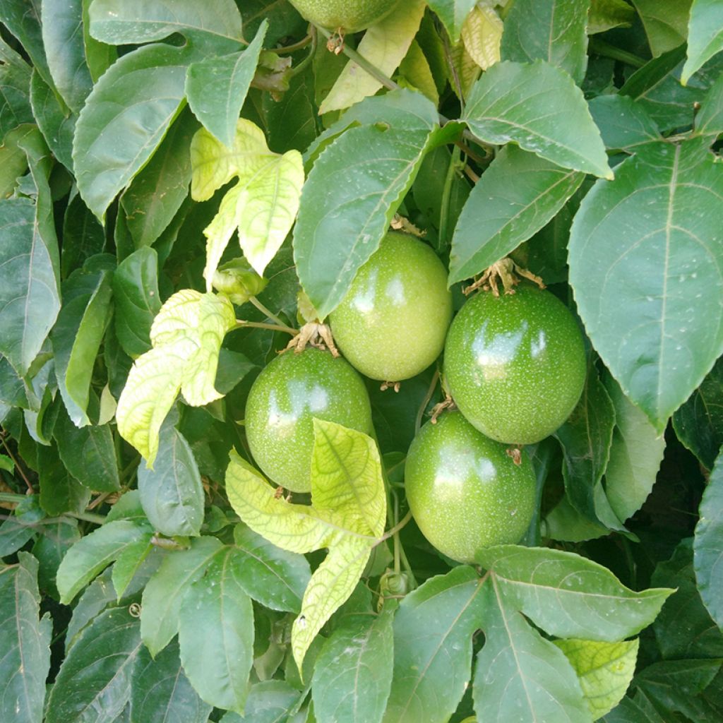 Jättipassio (siemenet) - Passiflora quadrangularis