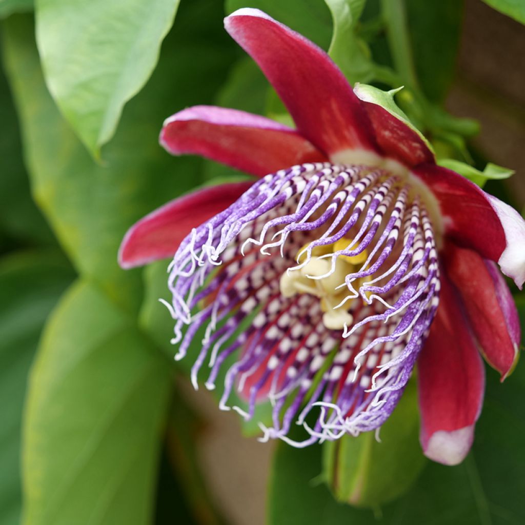 Jättipassio (siemenet) - Passiflora quadrangularis