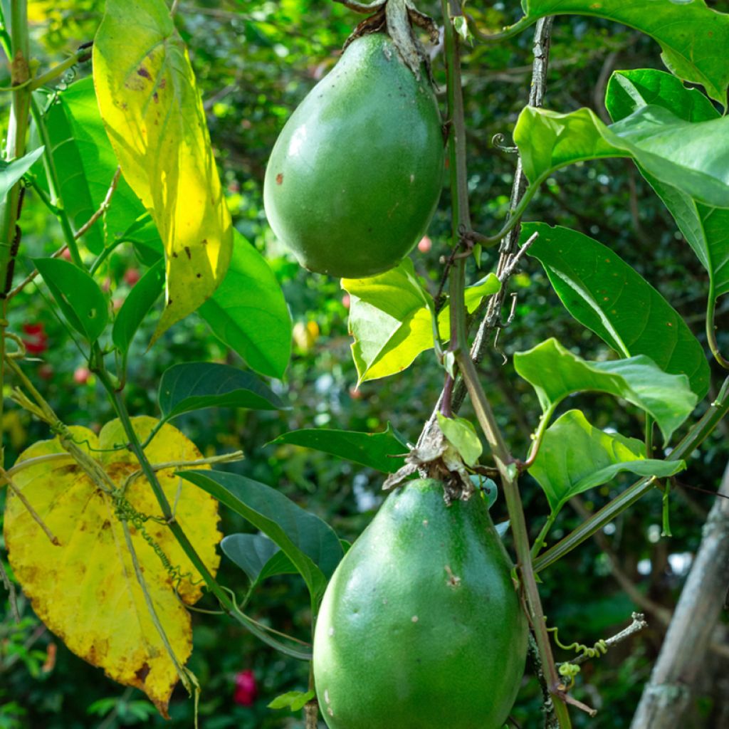 Jättipassio (siemenet) - Passiflora quadrangularis