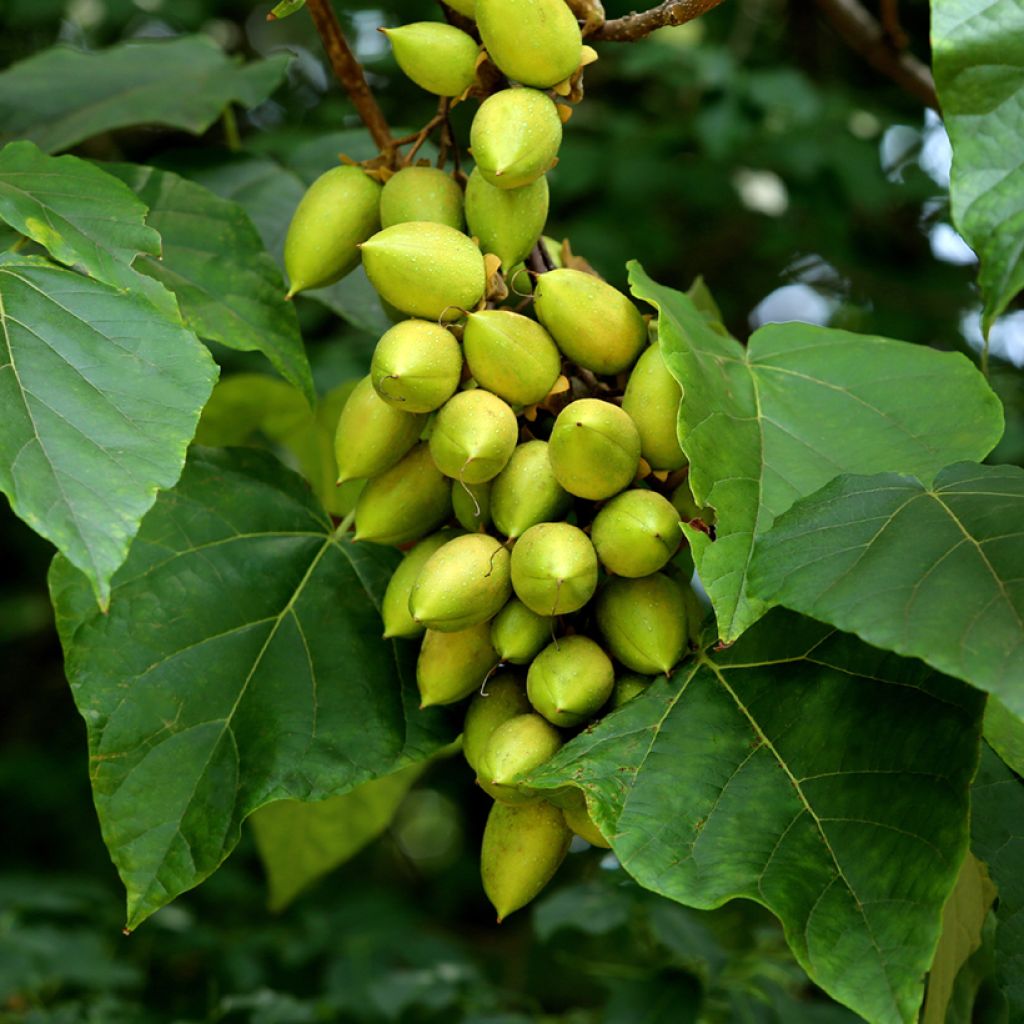 Keisaripuu (siemenet) - Paulownia tomentosa