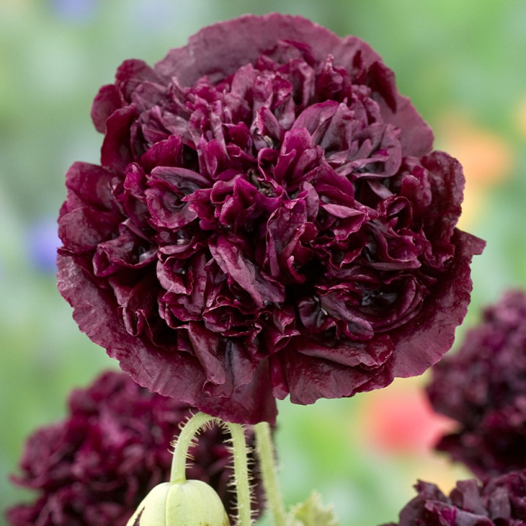 Oopiumiunikko Black Peony