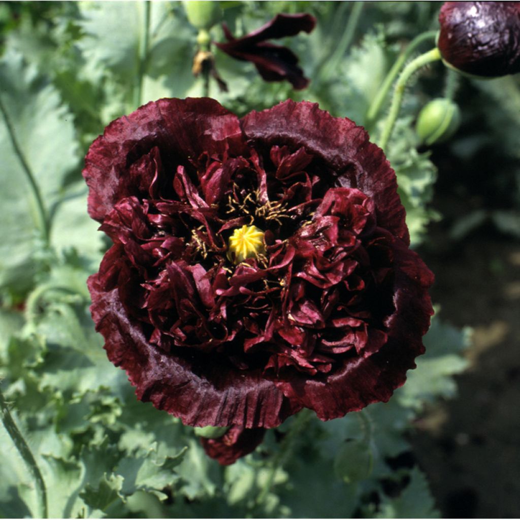 Oopiumiunikko Black Peony