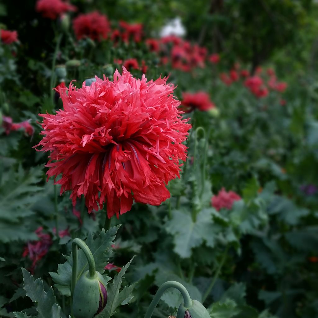 Oopiumiunikko Crimson Feathers