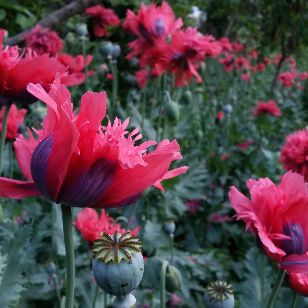 Oopiumiunikko Crimson Feathers