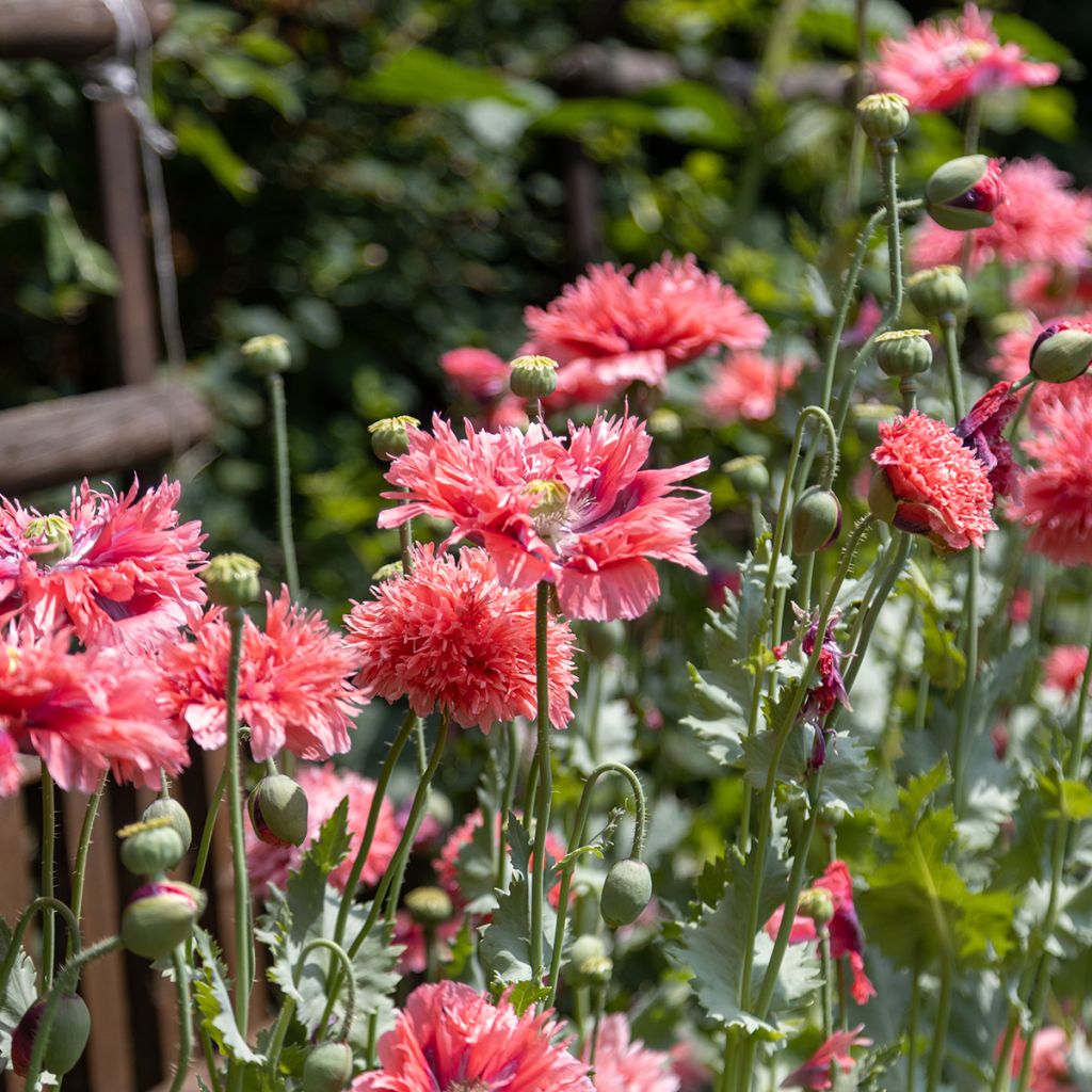 Oopiumiunikko Rose Feathers