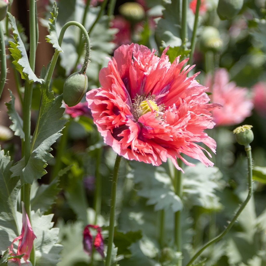 Oopiumiunikko Rose Feathers
