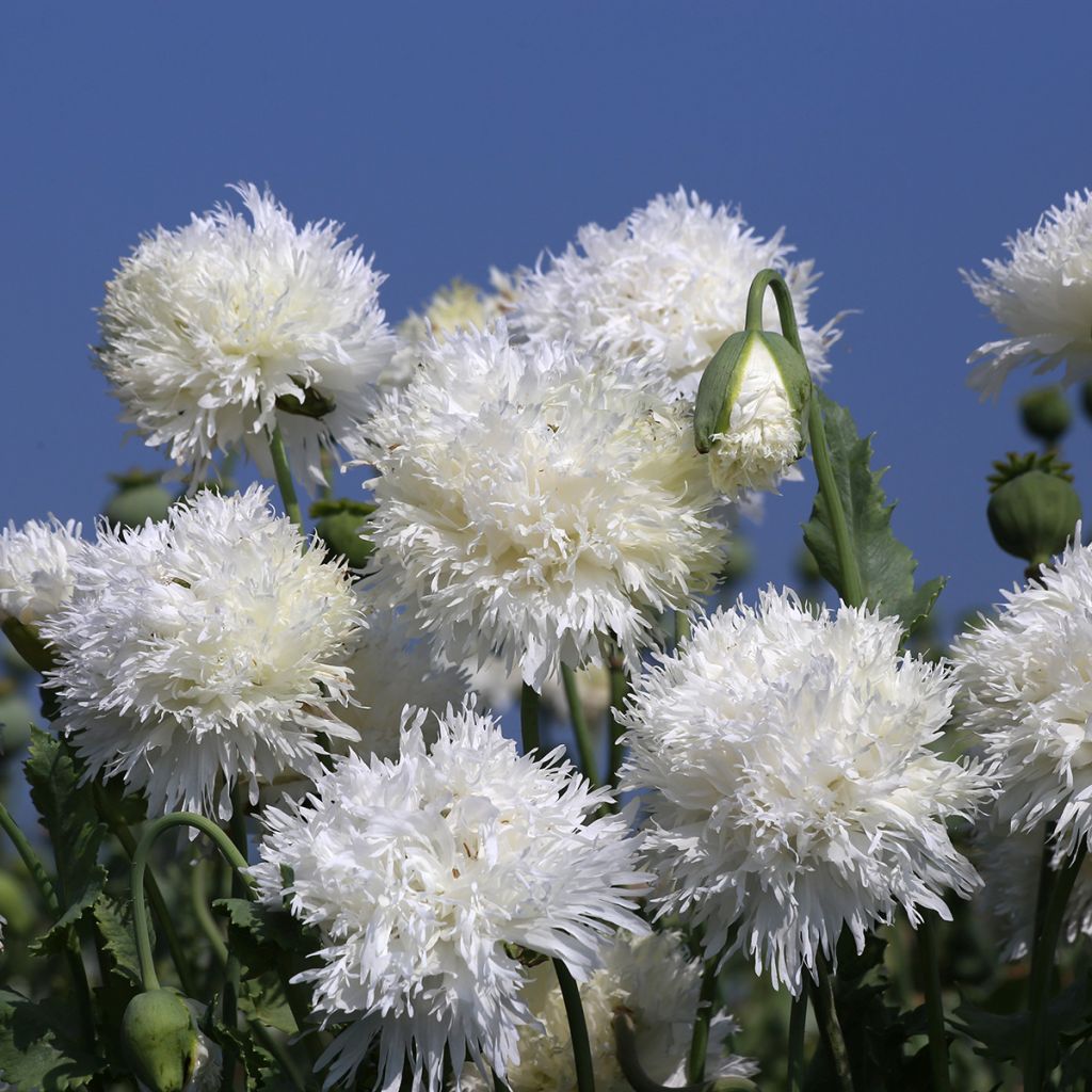 Oopiumiunikko White Swan