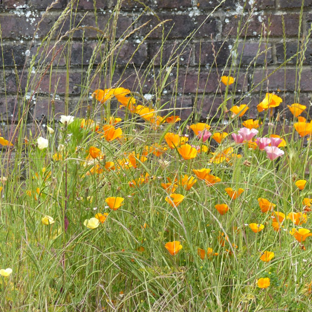 Kaliforniantuliunikko Garden mix (siemenet)