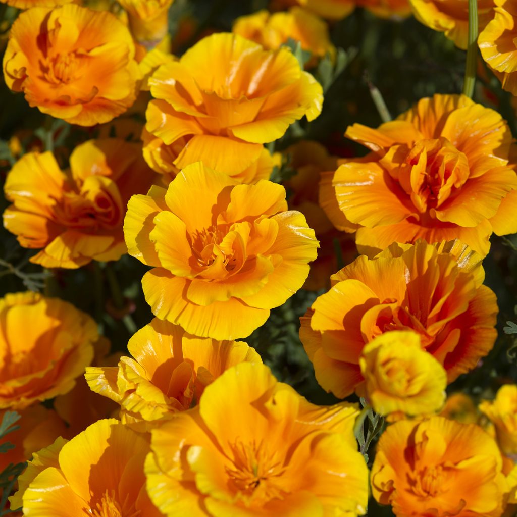 Kaliforniantuliunikko Lady Marmalade (siemenet)