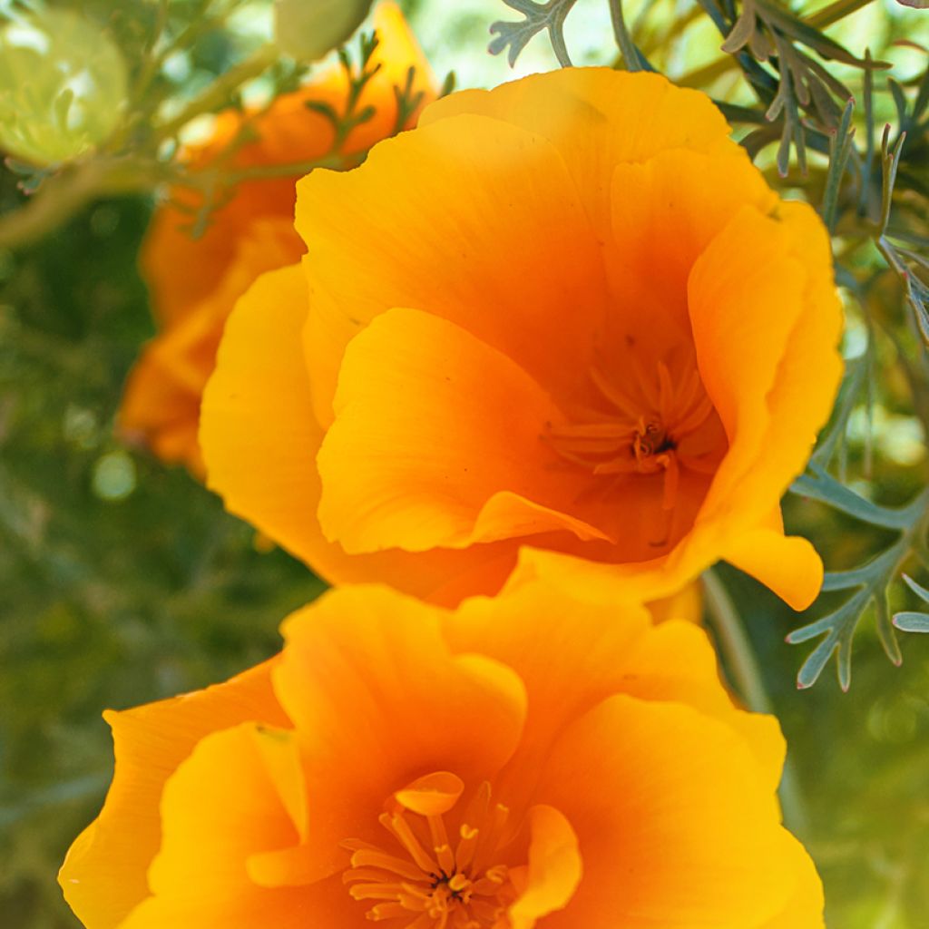 Kaliforniantuliunikko Orange King (siemenet)