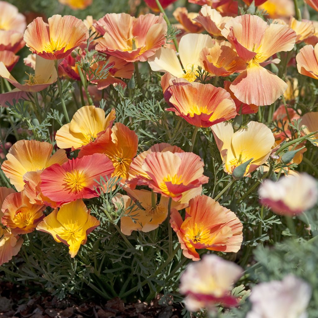 Kaliforniantuliunikko Thai Silk Apricot Chiffon (siemenet)
