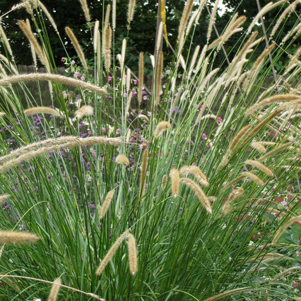 Sulkahirssi Tail Feathers (siemenet)