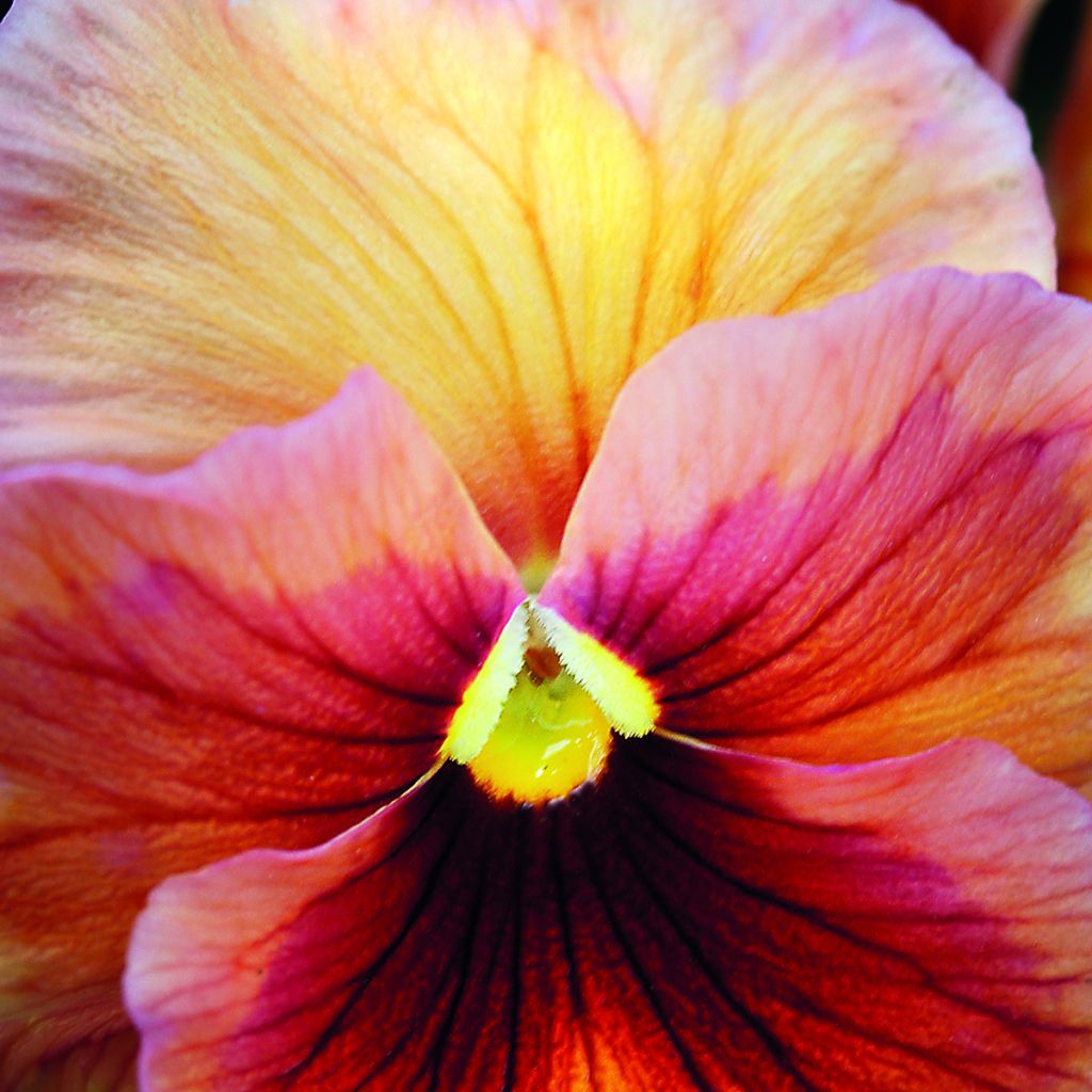 Tarhaorvokki R/E' Inspire Peach Shades
