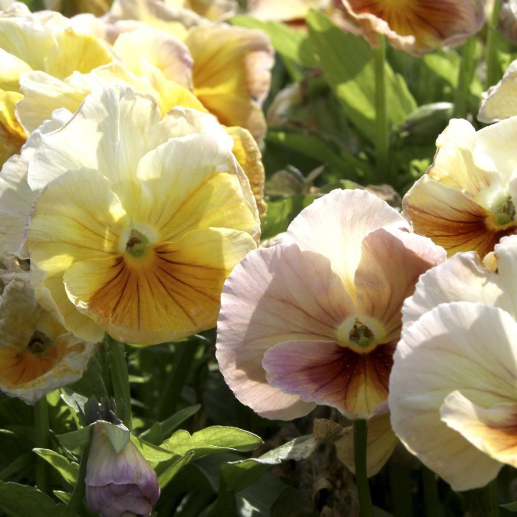 Tarhaorvokki R/E' Inspire Peach Shades