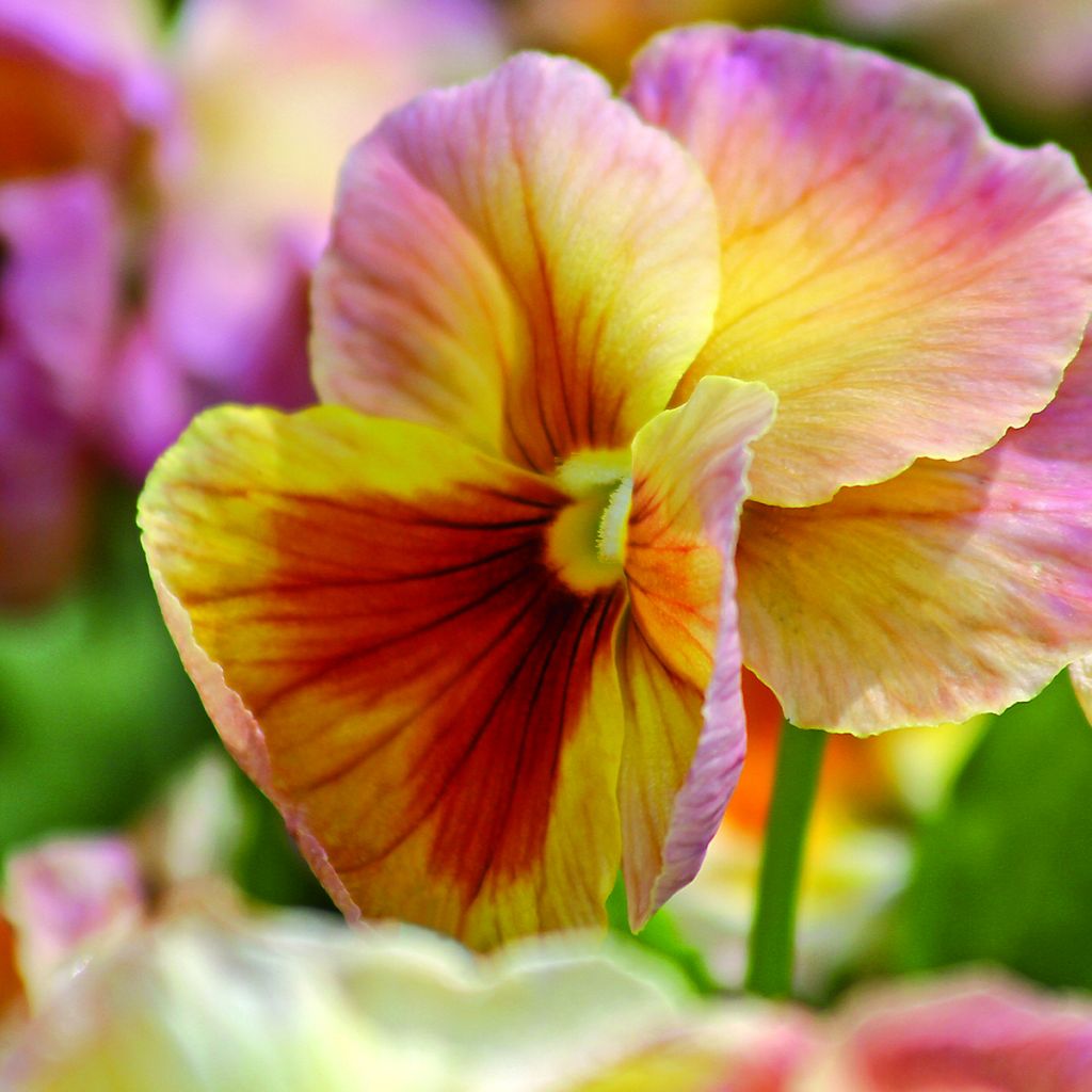 Tarhaorvokki R/E' Inspire Peach Shades